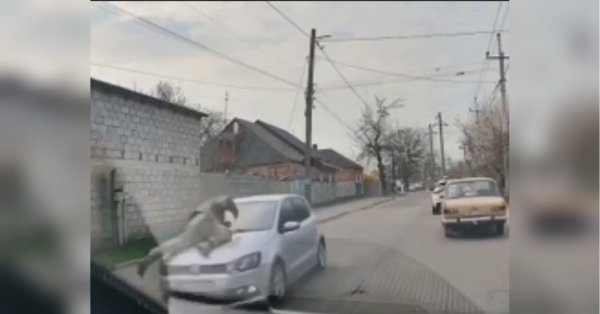 Водій збив військового ТЦК під час перевірки документів (відео) - INFBusiness