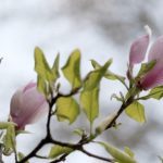 Тельцям треба уникати сварок з близькими людьми, а Ракам — бути поблажливішими до чужих слабкостей: гороскоп на 20 квітня - INFBusiness