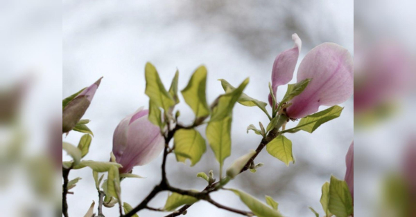 Тельцям треба уникати сварок з близькими людьми, а Ракам — бути поблажливішими до чужих слабкостей: гороскоп на 20 квітня
