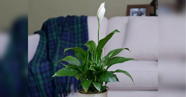 Приготуйте цей простий настій і поливайте свій спатифілум: він почне рясно цвісти - INFBusiness