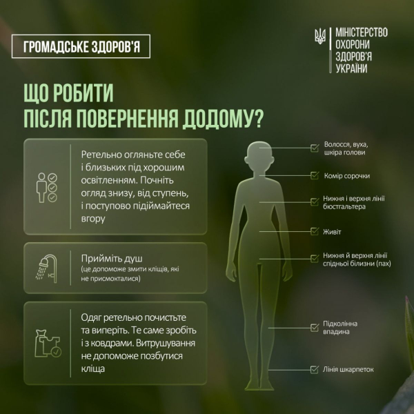 «Сезон кліщів» у розпалі: МОЗ нагадало про небезпечних сусідів - INFBusiness