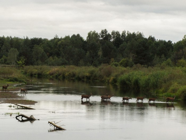 Чи залишається небезпека розповзання радіації за межі зони відчуження через 40 років після Чорнобиля: радіологиня дала відповідь - INFBusiness
