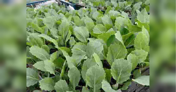 Не лише підживлення: що важливо зробити, щоб розсада капусти виросла міцною та здоровою - INFBusiness