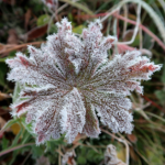 Тепла не чекайте — діставайте пуховики: в Україні різко зміниться погода - INFBusiness