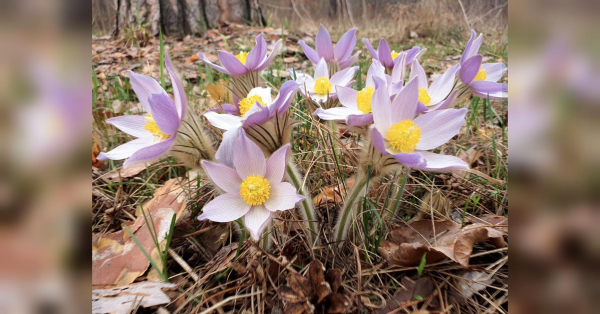 «Скромне потепління»: якою буде погода на Великдень - INFBusiness