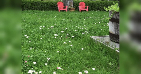 Солодкі «ліки»: як легко відновити пожовклий газон на дачі - INFBusiness