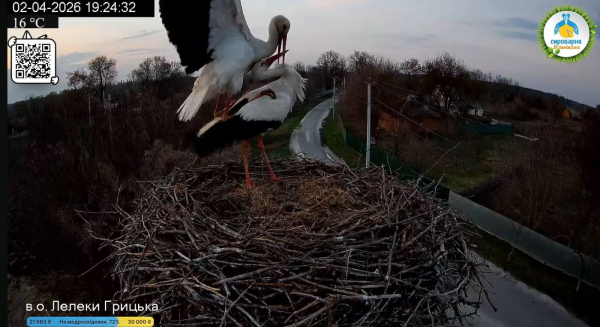 Лель і Квітка замість Грицька та Одарки: у знаменитому гнізді на Полтавщині розпочався новий сезон лелечого «серіалу» - INFBusiness