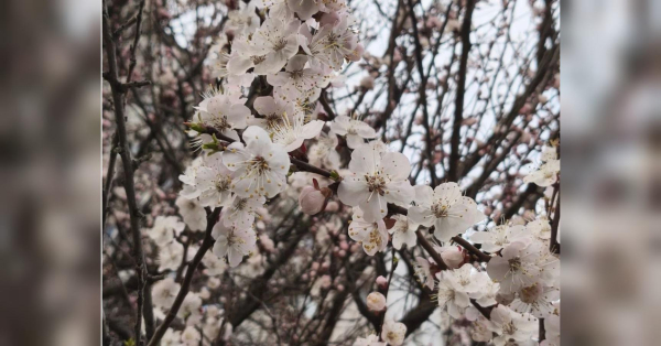 Близнюкам — не вестись на авантюри, Тельцям — уникати токсичного спілкування: гороскоп на 11 квітня - INFBusiness