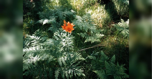 Ці рослини не можна садити біля дому: вони приносять нещастя та забирають енергію - INFBusiness