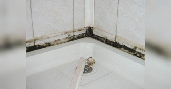 Цвіль у ванній зникне за лічені хвилини: простий спосіб очищення