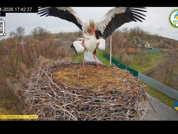 Повернення Грицика: як лелека за 5 хвилин зруйнував нову сім’ю Одарки - INFBusiness