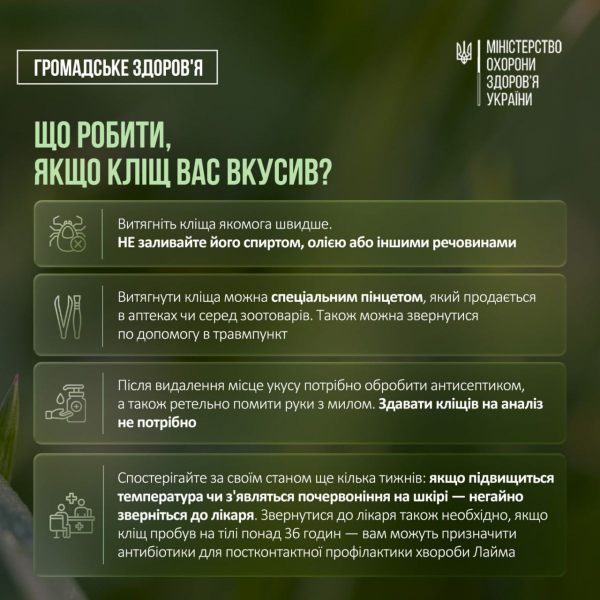 «Сезон кліщів» у розпалі: МОЗ нагадало про небезпечних сусідів - INFBusiness