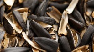 Науковці створили акумулятори на основі соняшникового лушпиння