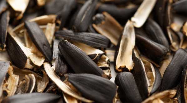 Науковці створили акумулятори на основі соняшникового лушпиння - INFBusiness