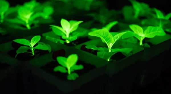 У Китаї створили рослини, що світяться у темряві - INFBusiness