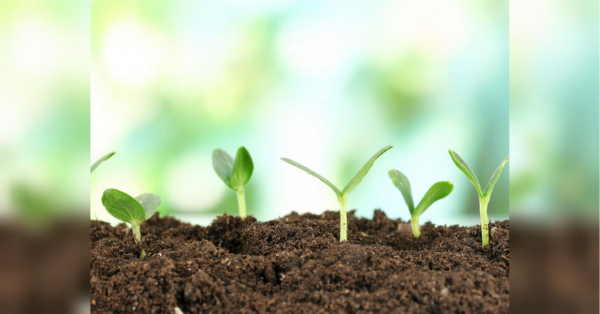 Чому не сходить насіння: експерт пояснив головні помилки городників - INFBusiness