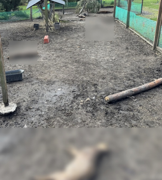 «Чупакабра» чи зграя хижаків? Під Кременчуком невідомий звір за ніч роздер кенгуру та оленів у приватному мінізоопарку - INFBusiness