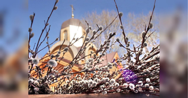 Вербна неділя: магічні властивості верби та чому вона стала символом сили й добробуту - INFBusiness