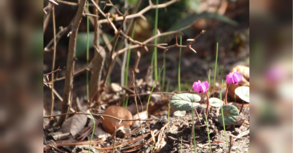 Леви ризикують стати «здобиччю» шахраїв, а Риби можуть наговорити зайвого: гороскоп на 2 квітня - INFBusiness
