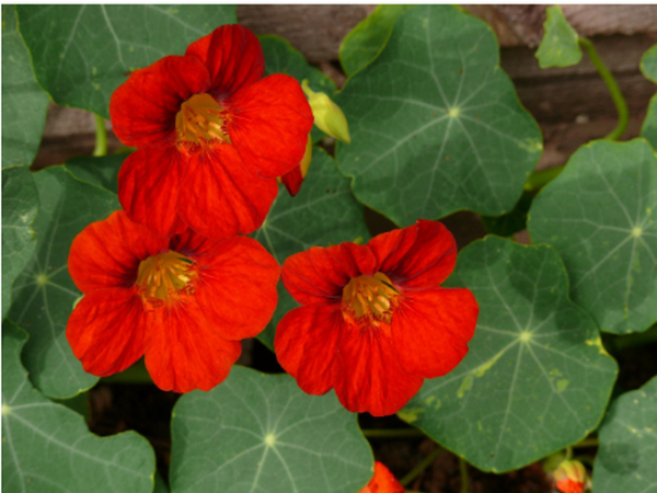 Чому досвідчені садівники радять посадити ці рослини біля яблуні - INFBusiness