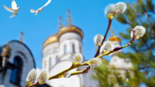 Вербна неділя: магічні властивості верби та чому вона стала символом сили й добробуту - INFBusiness