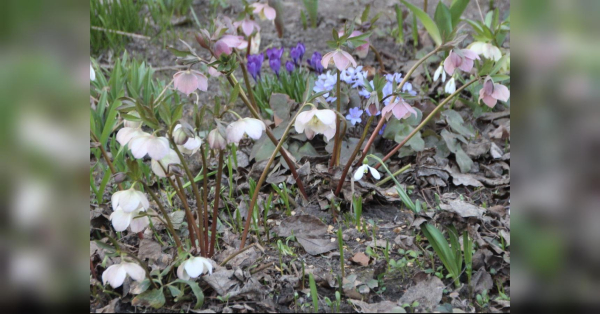 Дівам — уникати конфліктів, Тельцям — навчитися говорити «ні»: гороскоп на 5 квітня - INFBusiness