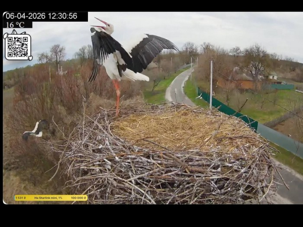 Повернення Грицика: як лелека за 5 хвилин зруйнував нову сім’ю Одарки - INFBusiness