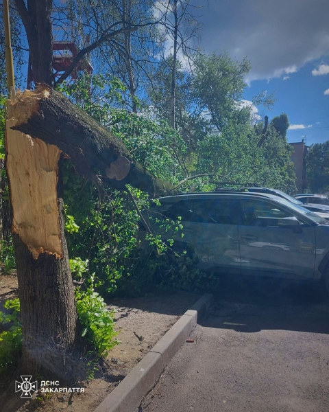 Буревій в Україні: дерева вбивають людей, сотні населених пунктів без електрики (фото) - INFBusiness