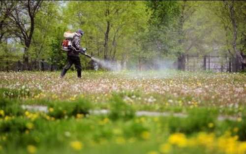 У кропивницькому парку проведуть обробку від кліщів, але працюватиме зелена зона без обмежень - INFBusiness