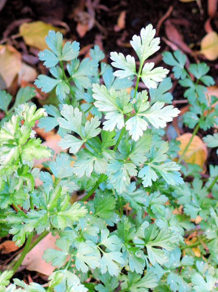 Чому досвідчені садівники радять посадити ці рослини біля яблуні - INFBusiness