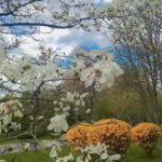 Левам потрібно з обережністю поставитися до «вигідної» пропозиції, а Рибам варто дослухатися думки близьких людей: гороскоп на 26 квітня - INFBusiness