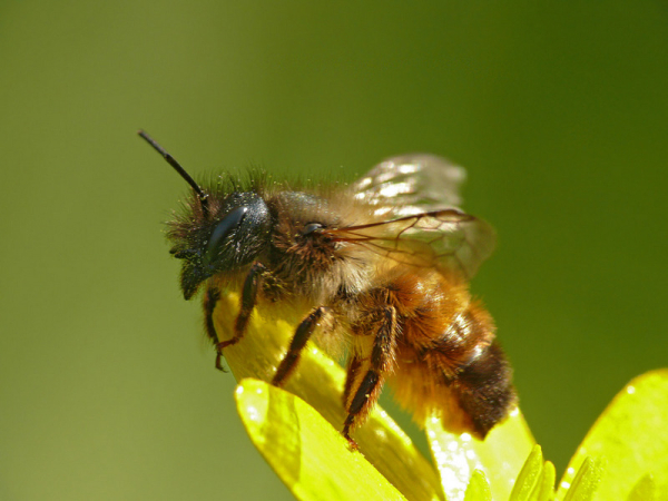 Мільйони коконів за три копійки: як полтавські вчені першими в Союзі навчилися заробляти на диких бджолах - INFBusiness