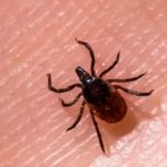 «Сезон кліщів» у розпалі: МОЗ нагадало про небезпечних сусідів - INFBusiness