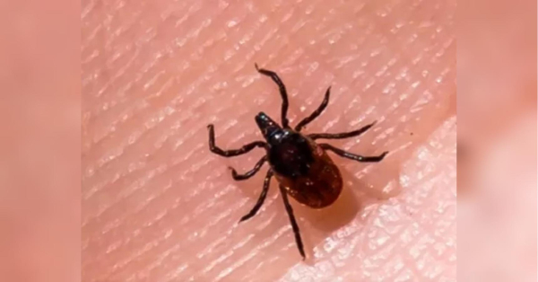 «Сезон кліщів» у розпалі: МОЗ нагадало про небезпечних сусідів - INFBusiness