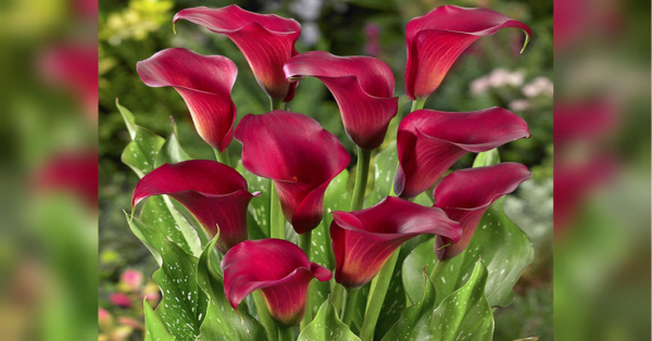 Які квіти посадити навесні, щоб сад радував усе літо: сім ароматних красунь - INFBusiness