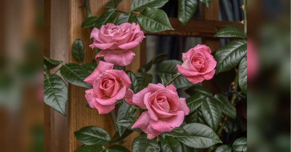 Це добриво точно є у вашому холодильнику: після нього троянди квітнутимуть до жовтня - INFBusiness