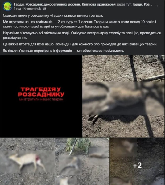 «Чупакабра» чи зграя хижаків? Під Кременчуком невідомий звір за ніч роздер кенгуру та оленів у приватному мінізоопарку - INFBusiness