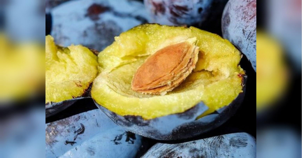 Забудете про червиві сливи: проста схема захисту саду, яка працює - INFBusiness