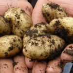 Посадиш до кінця квітня — копатимеш у червні: топ сортів ранньої картоплі - INFBusiness