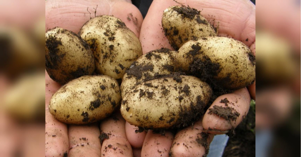 Посадиш до кінця квітня — копатимеш у червні: топ сортів ранньої картоплі - INFBusiness