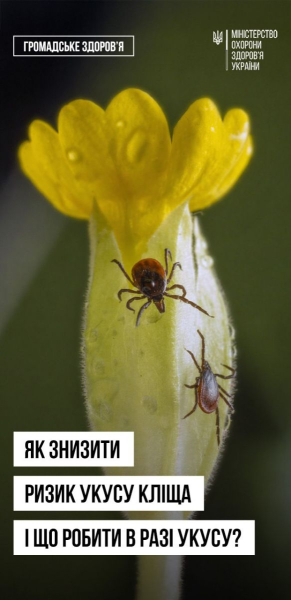 «Сезон кліщів» у розпалі: МОЗ нагадало про небезпечних сусідів - INFBusiness