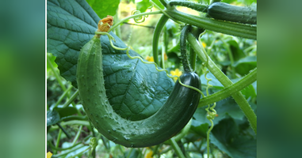 Заваріть огіркам… чай: прості та ефективні прийоми досвідчених городників - INFBusiness