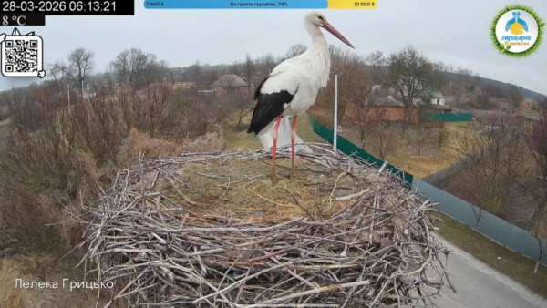 Лель і Квітка замість Грицька та Одарки: у знаменитому гнізді на Полтавщині розпочався новий сезон лелечого «серіалу» - INFBusiness