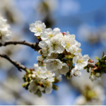 Чому досвідчені садівники радять посадити ці рослини біля яблуні - INFBusiness