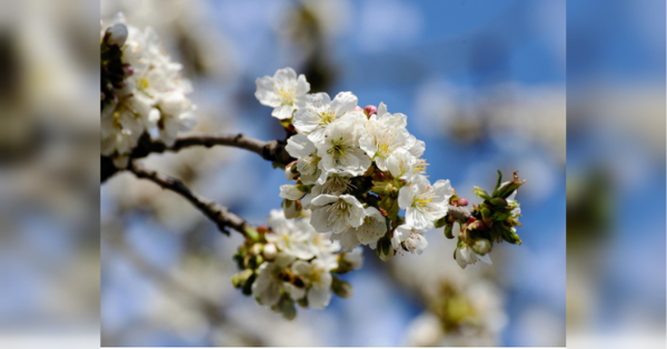 Чому досвідчені садівники радять посадити ці рослини біля яблуні
