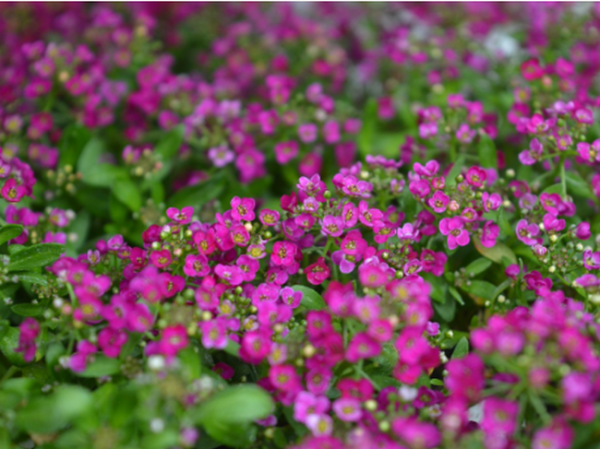 Чому досвідчені садівники радять посадити ці рослини біля яблуні - INFBusiness