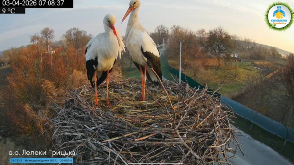 Лель і Квітка замість Грицька та Одарки: у знаменитому гнізді на Полтавщині розпочався новий сезон лелечого «серіалу» - INFBusiness