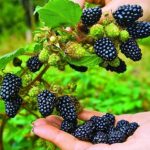Ожина буде великою й солодкою: що потрібно зробити навесні - INFBusiness