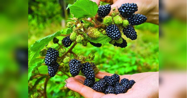 Ожина буде великою й солодкою: що потрібно зробити навесні - INFBusiness