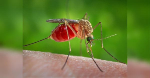 Мухи та комарі — це шкідливі комахи, присутність яких у будинку чи квартирі може доставити безліч проблем. З комарами потрібно ефективно боротися, адже вони легко шукають свою майбутню здобич і знають, хто з людей «найсмачніший». Є простий домашній спосіб, як відігнати від оселі комарів — знадобляться лише рулон туалетного паперу та кілька крапель ефірної олії цитронели, лаванди, чайного дерева, гвоздики, лемонграсу або евкаліпта. Як легко, швидко і надовго позбутися комарів: перевірений «трюк» із… туалетним папером - INFBusiness